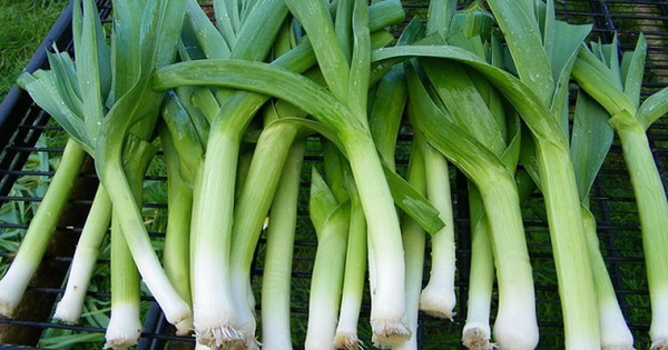 Đừng bỏ lỡ: 3 loại rau củ rẻ tiền nhưng là "kho kháng sinh tự nhiên" cho cả nhà