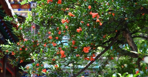 Ông bà xưa dặn: Trong nhà trồng được 1 trong 5 cây này, đời hanh thông, con cháu về sau ắt hưởng phúc lộc