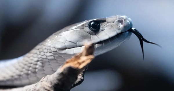 Phát hiện bất ngờ từ loài rắn nguy hiểm nhất hành tinh