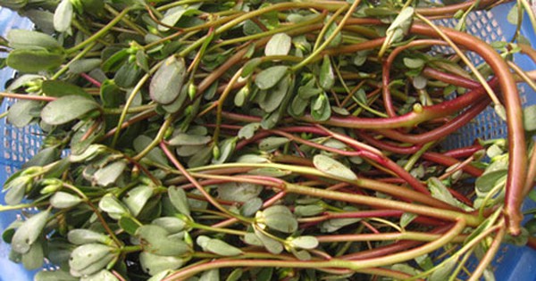 Loại rau mọc dại nhưng được ví như “rau trường thọ”: Giàu omega-3 hiếm thấy, bổ tim mạch, giá rẻ, dễ nấu