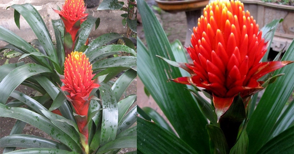 Ban công trồng 1 trong 5 cây này – 9/10 gia đình đều khỏe mạnh, tiền không hao hụt