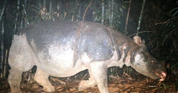 Sinh vật lai từ 48 năm trước trở thành "cứu tinh" cho loài quý hiếm bậc nhất, cả thế giới chỉ còn đúng 2 cá thể: Giới khoa học mừng "phát khóc"