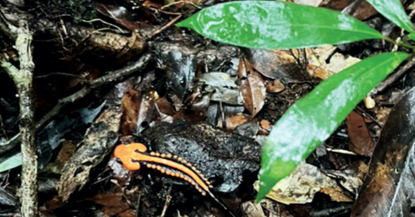 Loài động vật được phát hiện ở độ cao kỷ lục 1.800m: Cực kỳ quý hiếm chỉ có ở vùng núi Việt Nam, hình dáng lạ chưa từng thấy