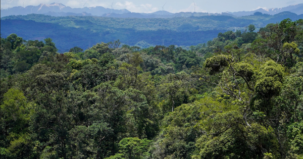 Phát hiện ánh vàng giữa bìa rừng, cán bộ kiểm lâm hân hoan tìm thấy “báu vật” đặc hữu của Việt Nam