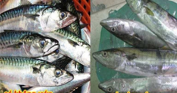 Cá bị ướp urê, hàn the thường có 6 đặc điểm này: Bán rẻ tới mấy cũng chớ mua về ăn