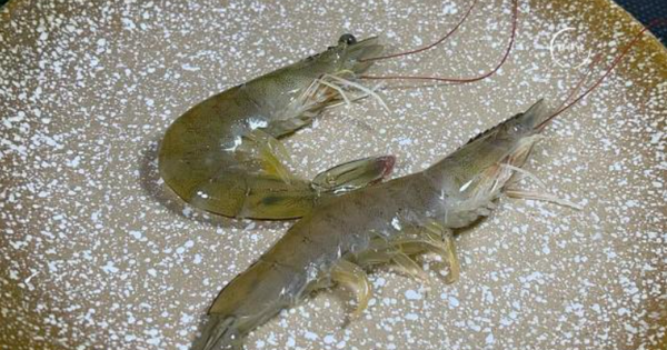 Tôm ngậm hóa chất ure, hàn the thường có 3 đặc điểm này: đừng ham rẻ, mua về ăn mà hại thân