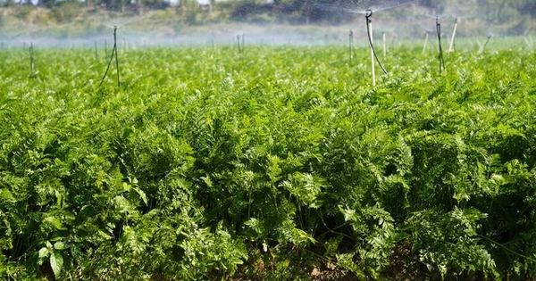 3 loại rau mùa thu "không thuốc trừ sâu", bổ ngang thịt cá