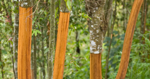 Mặt hàng Việt Nam xuất khẩu top 5 toàn cầu nhưng vẫn đang chi tỷ USD nhập nguyên liệu