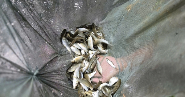 Báu vật trên sông Mã: Mệnh danh “Ngũ quý hà thuỷ”, từng được tiến Vua giờ thành “báu vật” sinh kế