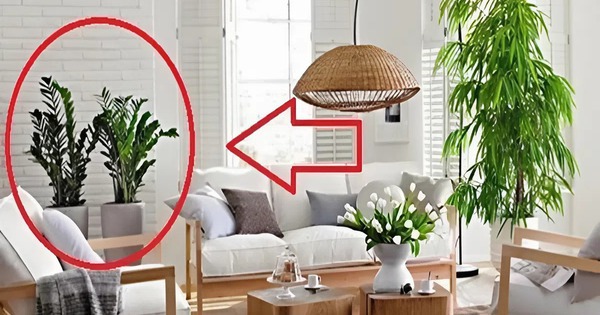 Ngoài 40 tuổi, người tuổi Sửu càng nên trồng cây này trong nhà - tốt cho sức khỏe, hút tài lộc