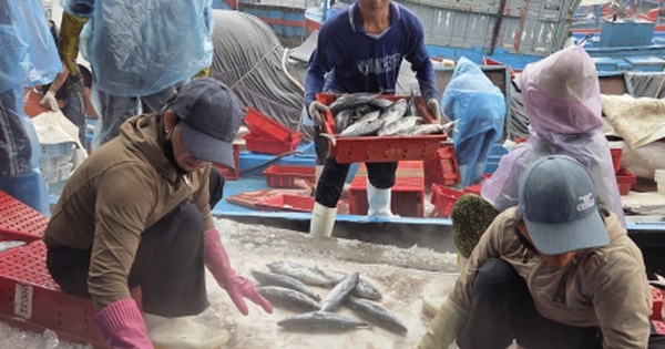 Tàu cá nối đuôi nhau cập bờ, ngư dân tất bật bán hải sản 'chạy bão' Bualoi