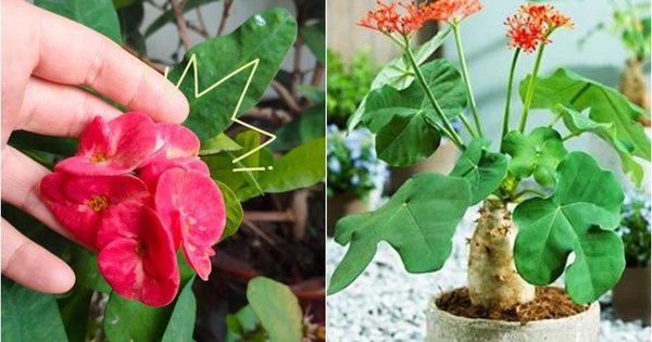 4 loại hoa tuyệt đối không nên trồng trong nhà, vừa độc hại vừa mang phong thủy chia ly, gia chủ dễ gặp xui rủi