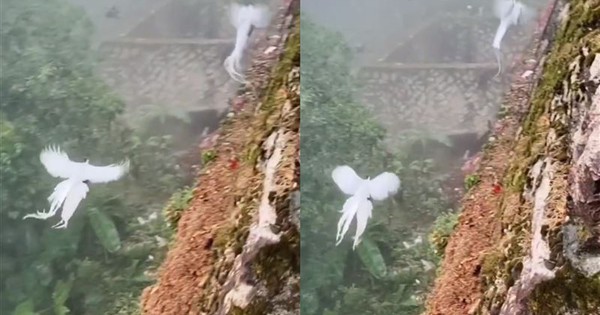 Thấy đàn 'phượng hoàng trắng' bay lượn giữa trời, chuyên gia nói: Đây là loài chim quý cần được bảo vệ