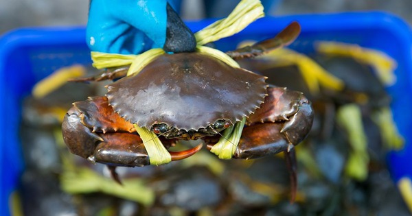 Ra chợ mua cua, học thuộc "mẹo vàng" là biết ngay cua tươi hay cua óp