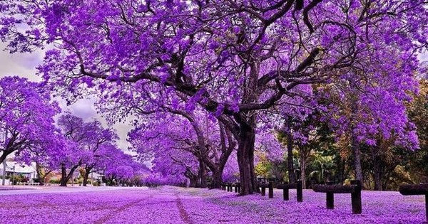 Một cổ phiếu "bùng nổ" sau tin chia cổ tức 40%: Thị giá "tím lịm" lên cao nhất hơn 1 năm