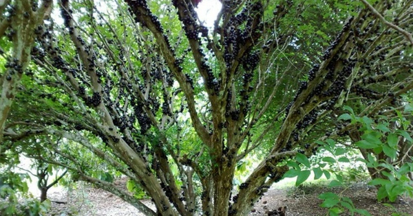 3 loại cây cảnh vừa đẹp nhà, vừa hút đầy tài lộc phú quý, bảo sao nhà giàu thích mê