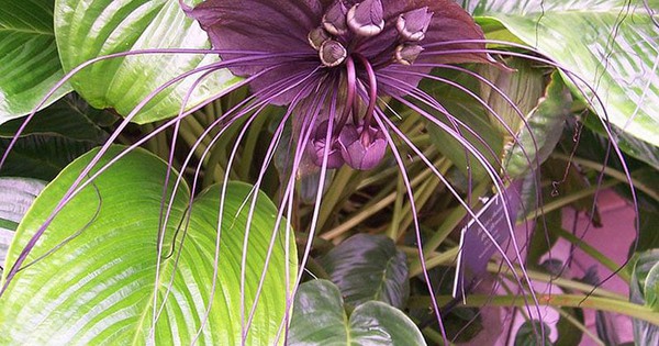 Cây dại ở Việt Nam, thương lái Trung Quốc “săn lùng” thấy là mua: Rễ có giá gần triệu đồng/kg