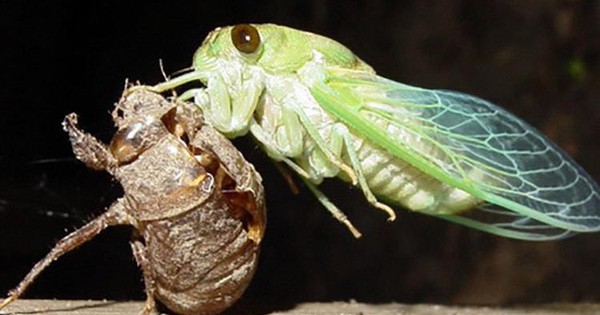 Thay ruột, đổi tên, cổ phiếu tăng 54% trong hơn 1 tháng: Một công ty chốt trả cổ tức bằng cổ phiếu tỷ lệ 70%