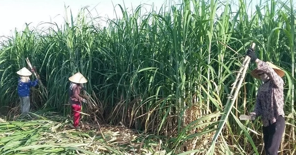 Lo đường nhập lậu lấn sân, vì sao doanh nghiệp không tự cứu mình?