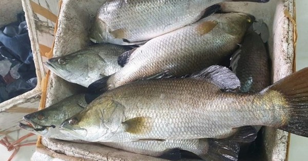 Loại cá được ví như "ông hoàng", thấy nhiều ở nhà hàng cao cấp: Ít xương, thịt ngọt mềm, dễ nấu