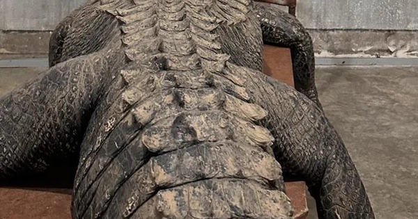 Phát hiện “khúc gỗ trôi sông” phát tiếng gầm gừ, nhóm đàn ông đánh vật suốt 1h, dùng đến cả công nghệ cao mới thoát hiểm