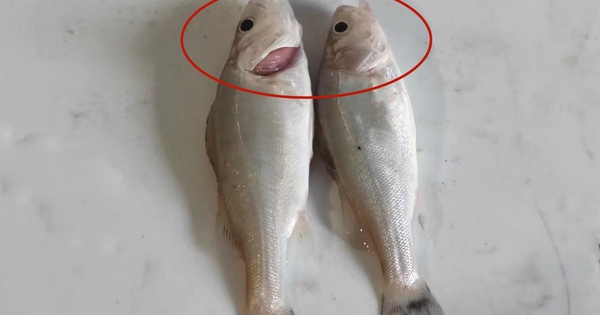 Tôi vừa mới phát hiện ra: 4 loại cá này chứa kim loại nặng và ký sinh trùng, vì sức khỏe của bạn và gia đình nên ăn ít lại!