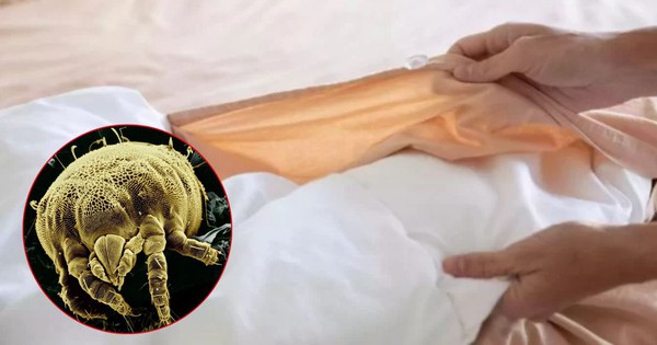 Vạch trần 2 ổ vi khuẩn rình rập ngay trên giường ngủ, bẩn đến mức không dám tin vào mắt mình!