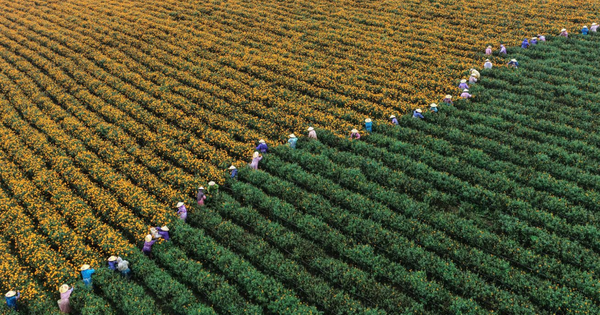 Loại trà từng được coi là kênh đầu tư thay thế BĐS hay chứng khoán nay chứng kiến giá lao dốc hơn 80%: Cuộc khủng hoảng bong bóng xa xỉ tại Trung Quốc