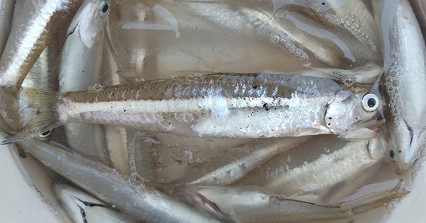 Loài cá bé như ngón út, xưa rẻ như cho nay thành đặc sản 400.000 đồng/kg: Canxi vượt mặt cá hồi!