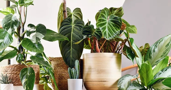 5 loại cây “gọi” may mắn đến nhà: Rất phù hợp để trưng dịp đầu năm mới
