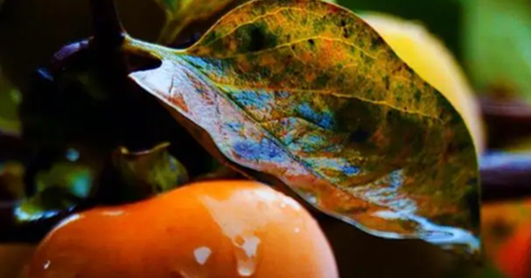 Loại lá xưa rụng đầy gốc không ai nhặt nay thành dược liệu quý bảo vệ tim mạch, giảm mỡ máu, làm mờ nếp nhăn...