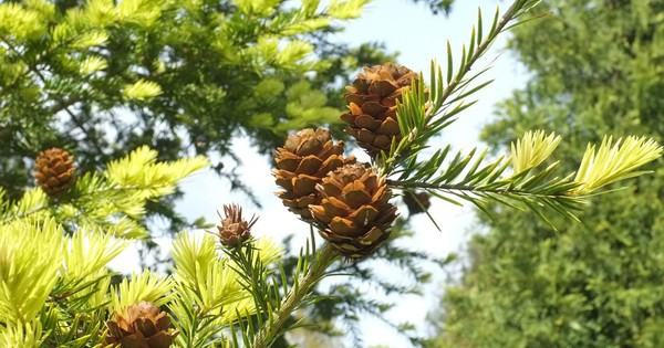 Giữa núi đá Kim Hỷ, một 