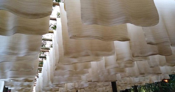 'Vàng trắng' của Việt Nam đắt hàng tại Đông Nam Á: diện tích trồng hơn 900.000 ha, nước ta là ông lớn top 5 thế giới