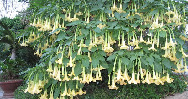 3 loài hoa đẹp mê hồn nhưng dễ “rước họa”: Tuyệt đối không nên trồng trong vườn nhà