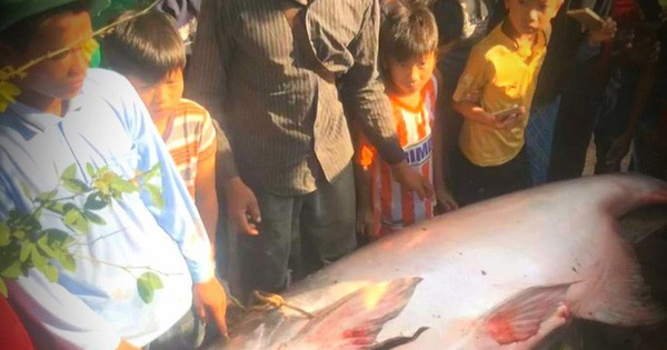 “Quái ngư" 230kg tại sông Hậu từng làm rúng động miền Tây, vừa kéo lên bờ đã được bán với giá không tưởng