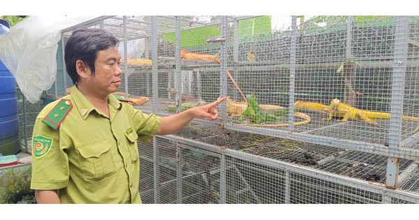 Nuôi "rồng" ở TPHCM: Thú chơi đắt đỏ vi phạm pháp luật