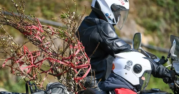 Đào, mận Mộc Châu hút khách chơi Tết sớm