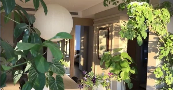 5 cây thu hút thịnh vượng, may mắn: Người giàu chuộng trồng, người nghèo chẳng để tâm