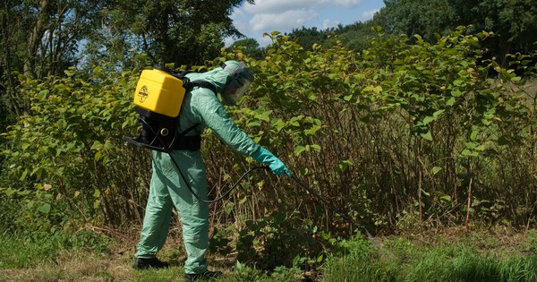 Loài cây “ác mộng” khiến Anh phải chi hơn 8.733 tỷ đồng/năm để tiêu diệt: Đâm thủng cả bê tông, cao thêm 2,5m chỉ trong 1 tháng