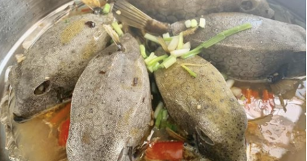 "Quái ngư" có hình hài đáng sợ ở vùng biển miền Trung, nhìn ghê nhưng được săn lùng dù giá tiền triệu