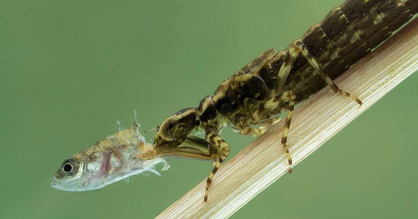 Một sinh vật lạ trông giống châu chấu đã xuất hiện trong bể cá và bơi cực nhanh, cư dân mạng cảnh báo nếu không bắt nhanh nó sẽ ăn hết cá