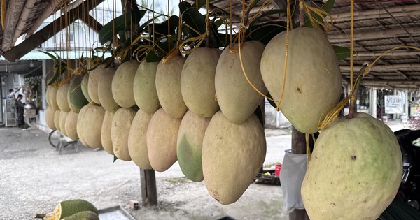 Xuất hiện loại xoài 