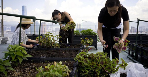 Cư dân thuê 1m² sân thượng để trồng rau: Xu hướng “nông dân đô thị” giúp tiết kiệm tiền ăn và sống xanh giữa thành phố bê tông