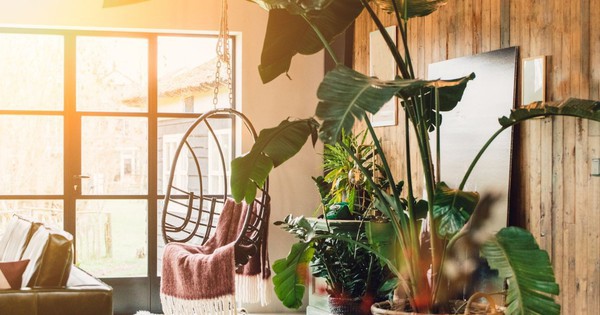 Loại cây là biểu tượng của vận xui, cần loại bỏ ngay khỏi nhà