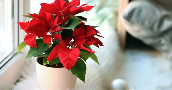 Loại cây người Việt thích chưng Tết nhưng ẩn chứa “bí mật” ít ai biết