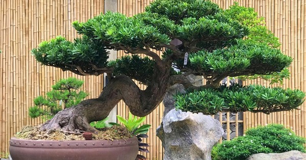 Lưỡi hổ hay kim tiền cũng không bằng 3 cây này: “Của để dành” trong nhà, càng trồng càng có lộc