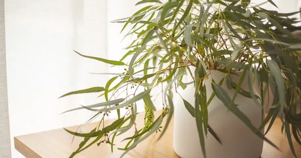 Muốn nhà lúc nào cũng thơm ngát, hãy trồng ngay 7 loại cây này