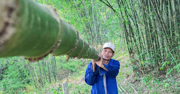 Loài cây trồng một lần, thu cả đời: Ít vốn, ít công chăm sóc, mỗi tháng có chục triệu đồng