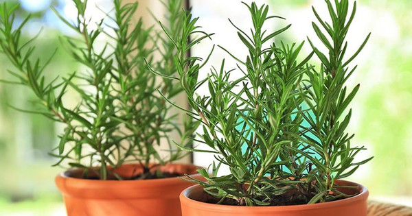 4 loại cây cảnh đem lại sinh khí, tài lộc cho năm mới, khả năng lọc không khí thì quá đỉnh