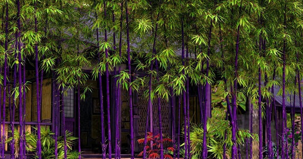 4 cây cảnh "đổi vận" cho chủ, nhà giàu nào cũng chuộng: Càng trồng càng lắm lộc, nhiều vận may